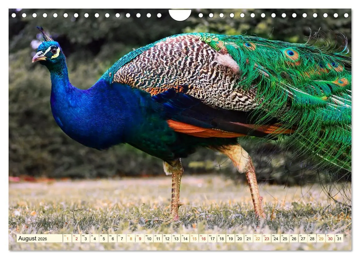 Bild: 9783457574423 | Schöner Pfau (Wandkalender 2026 DIN A4 quer), CALVENDO Monatskalender