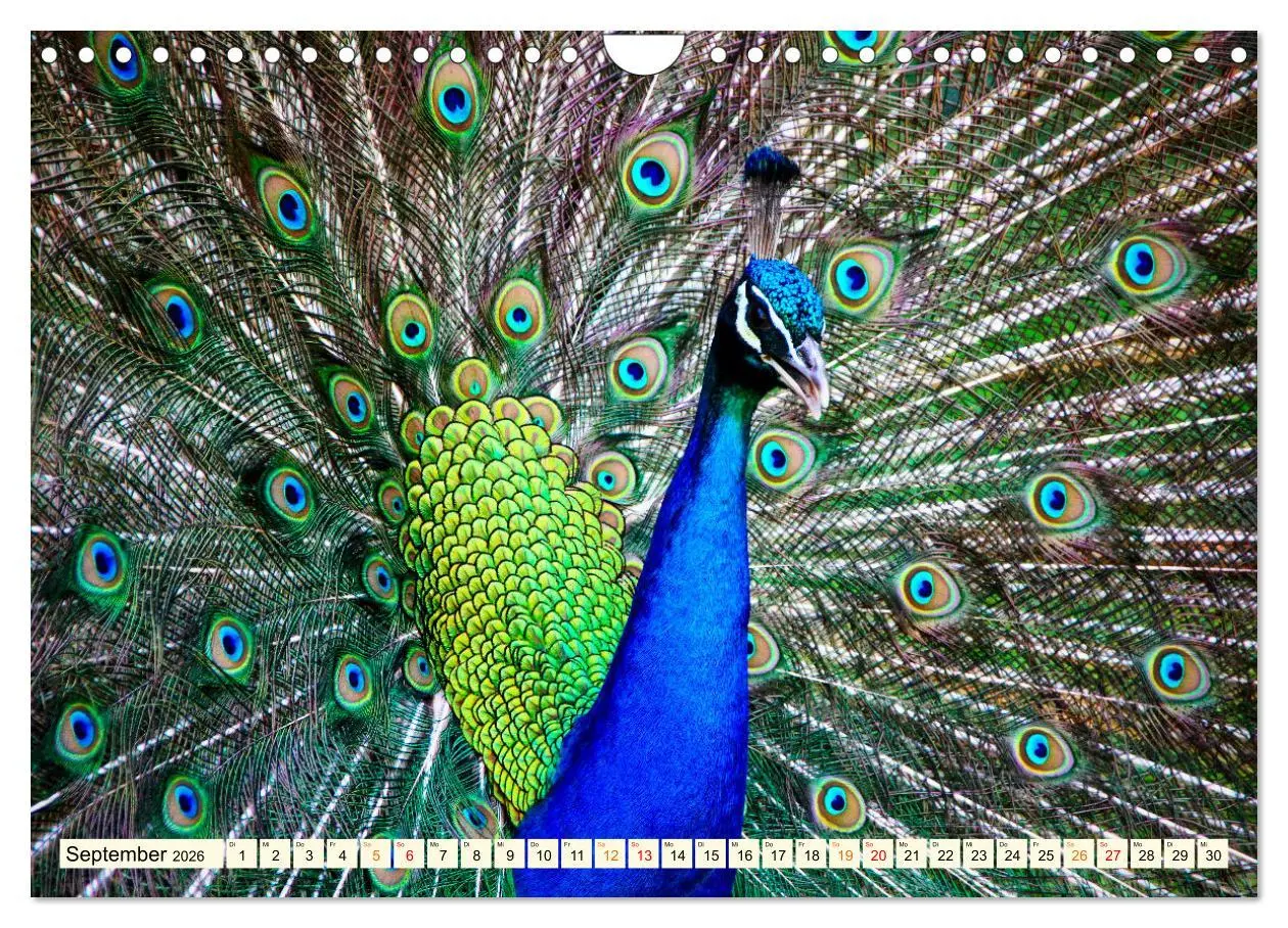 Bild: 9783457574423 | Schöner Pfau (Wandkalender 2026 DIN A4 quer), CALVENDO Monatskalender