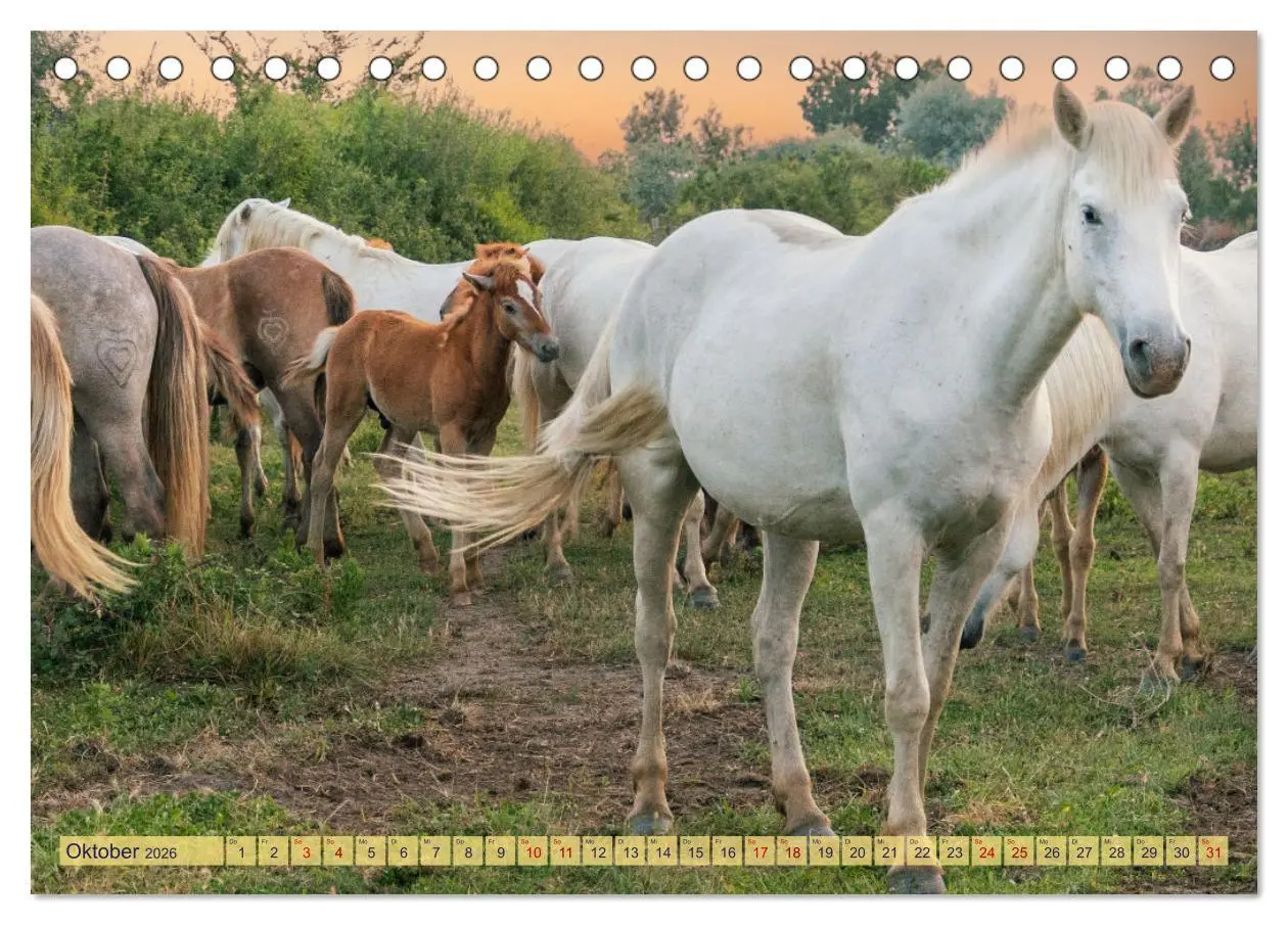 Bild: 9783457494523 | Die wilden Pferde der Camargue (Tischkalender 2026 DIN A5 quer),...
