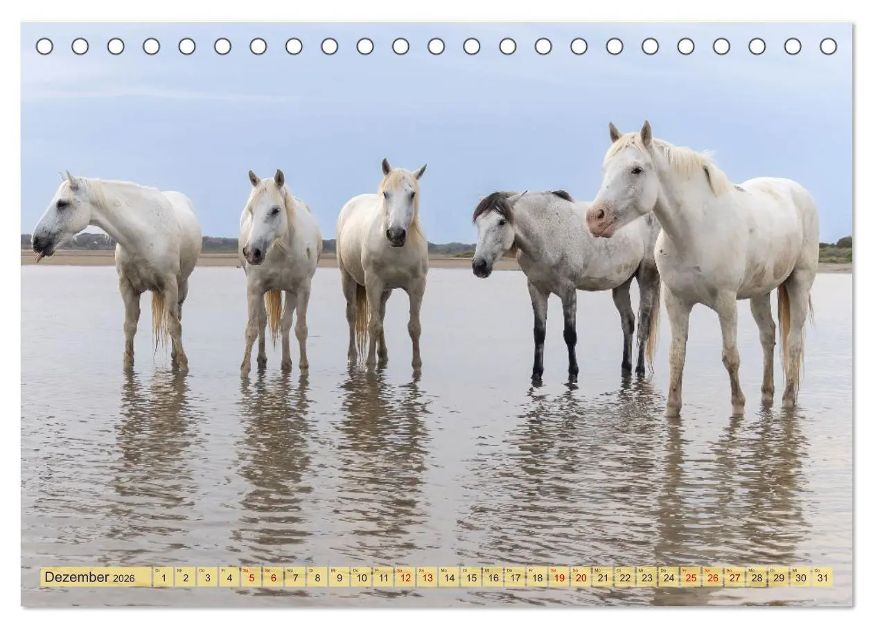 Bild: 9783457494523 | Die wilden Pferde der Camargue (Tischkalender 2026 DIN A5 quer),...