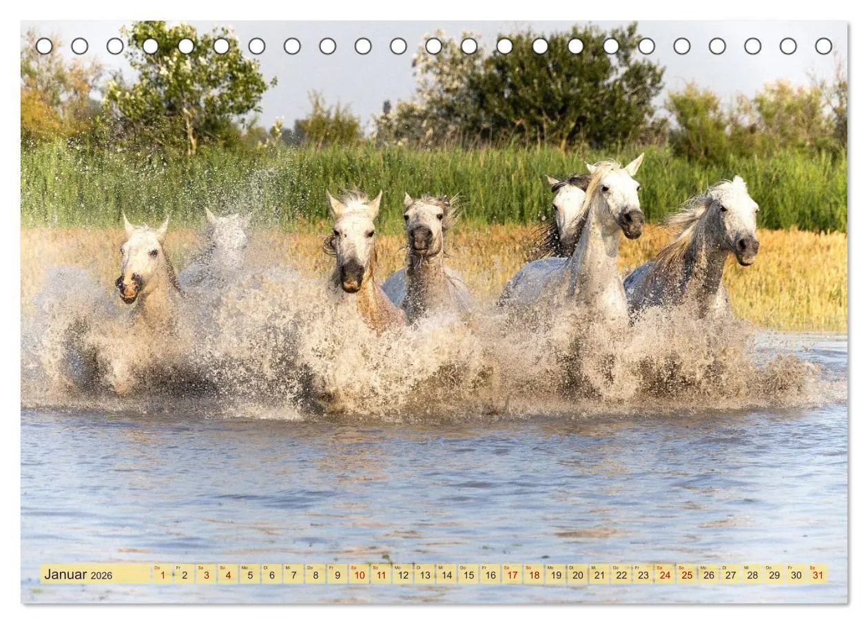 Bild: 9783457494523 | Die wilden Pferde der Camargue (Tischkalender 2026 DIN A5 quer),...