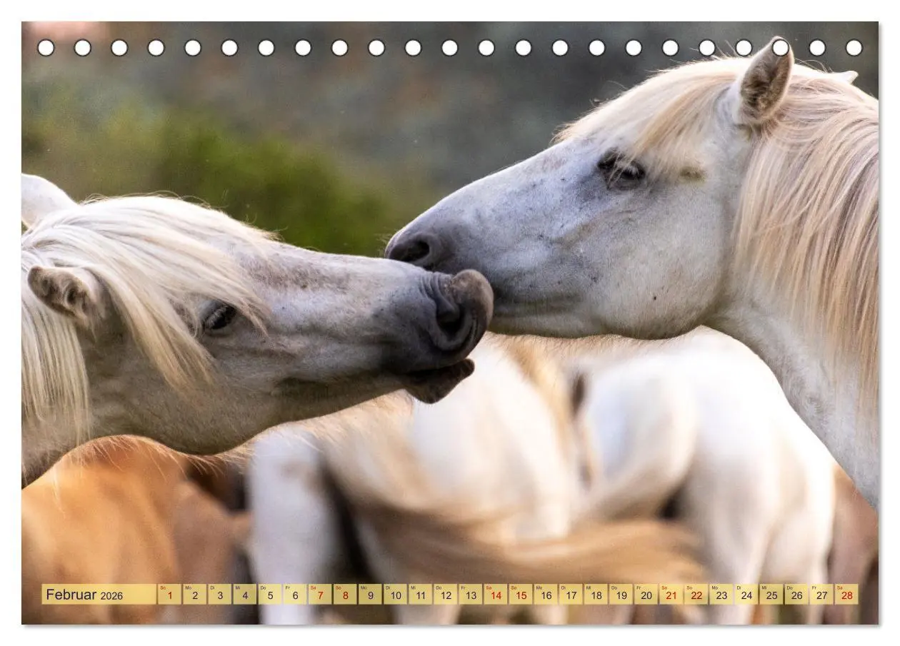 Bild: 9783457494523 | Die wilden Pferde der Camargue (Tischkalender 2026 DIN A5 quer),...