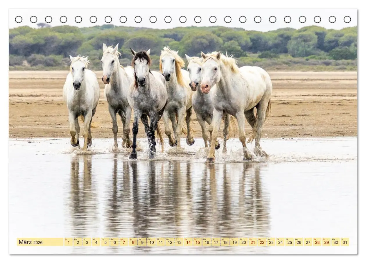 Bild: 9783457494523 | Die wilden Pferde der Camargue (Tischkalender 2026 DIN A5 quer),...