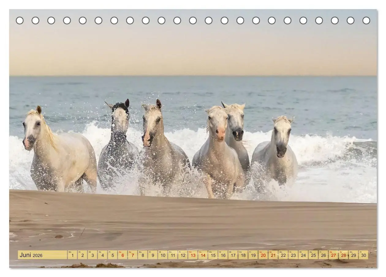 Bild: 9783457494523 | Die wilden Pferde der Camargue (Tischkalender 2026 DIN A5 quer),...