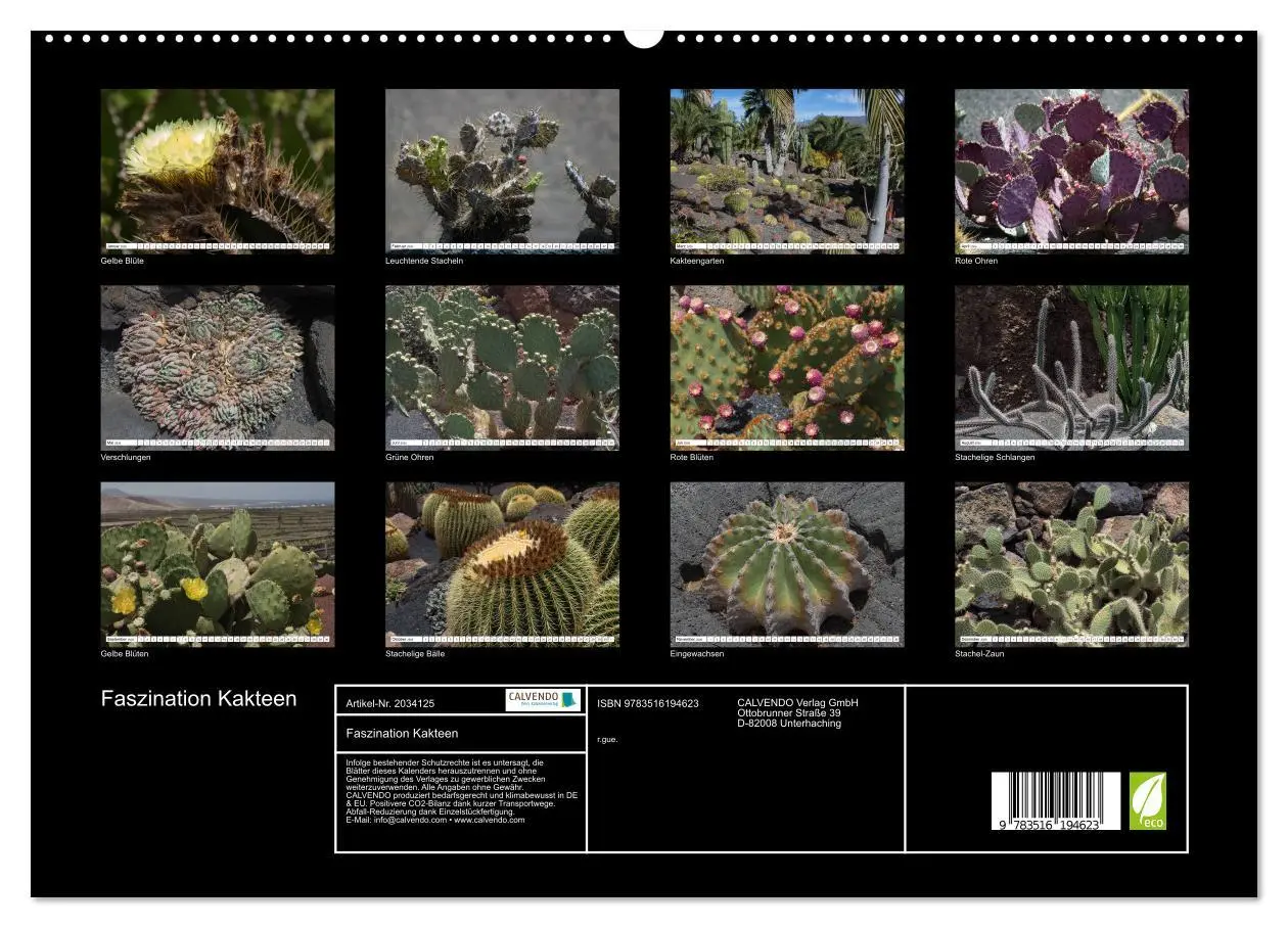 Bild: 9783516194623 | Faszination Kakteen (hochwertiger Premium Wandkalender 2026 DIN A2...