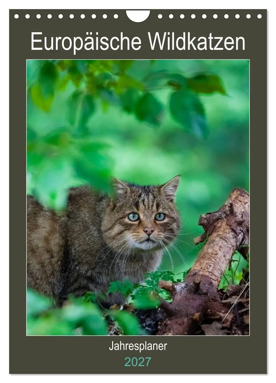 Cover: 9783569765023 | Europäische Wildkatzen - Jahresplaner (Wandkalender 2027 DIN A4...
