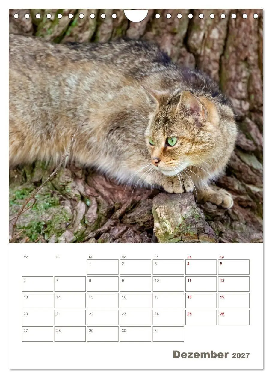 Bild: 9783569765023 | Europäische Wildkatzen - Jahresplaner (Wandkalender 2027 DIN A4...