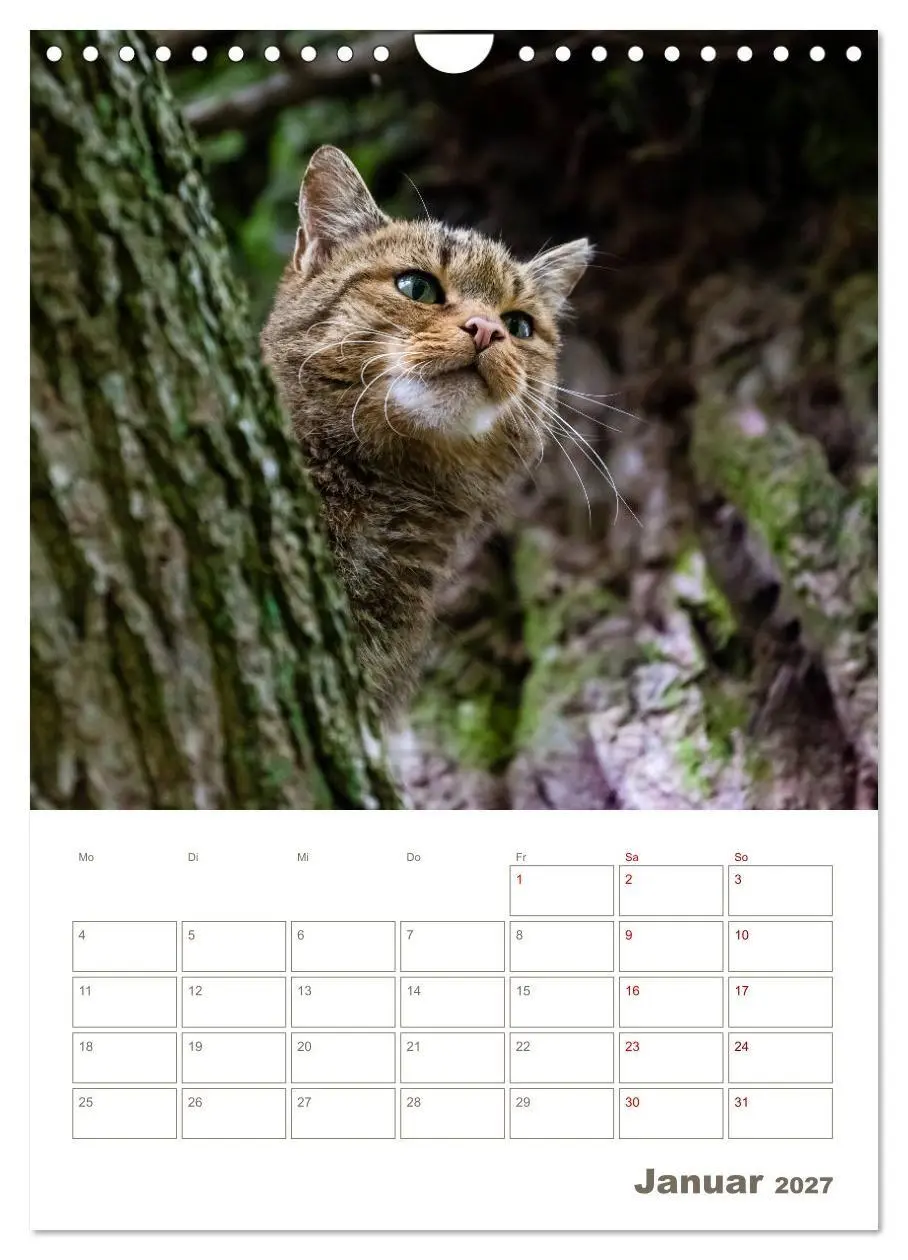 Bild: 9783569765023 | Europäische Wildkatzen - Jahresplaner (Wandkalender 2027 DIN A4...