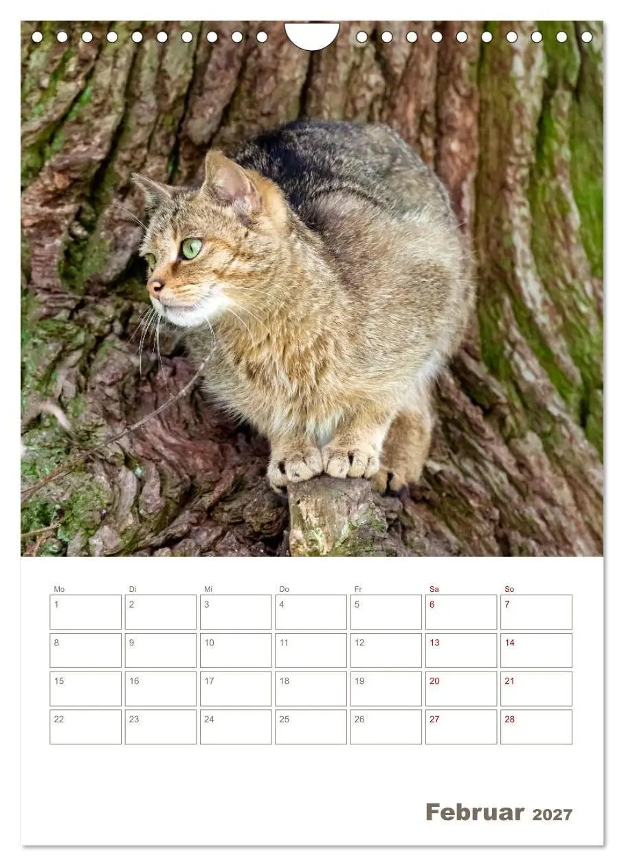 Bild: 9783569765023 | Europäische Wildkatzen - Jahresplaner (Wandkalender 2027 DIN A4...