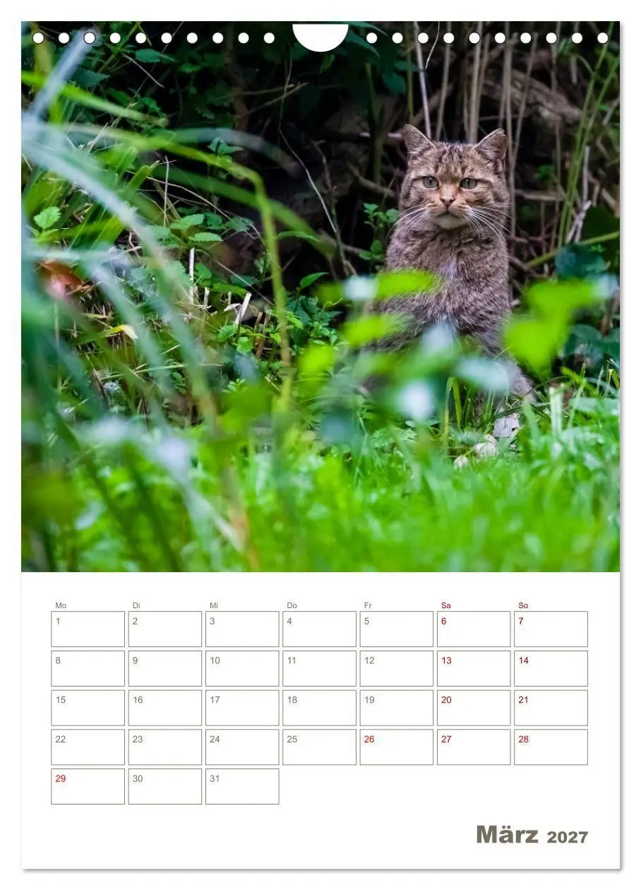 Bild: 9783569765023 | Europäische Wildkatzen - Jahresplaner (Wandkalender 2027 DIN A4...