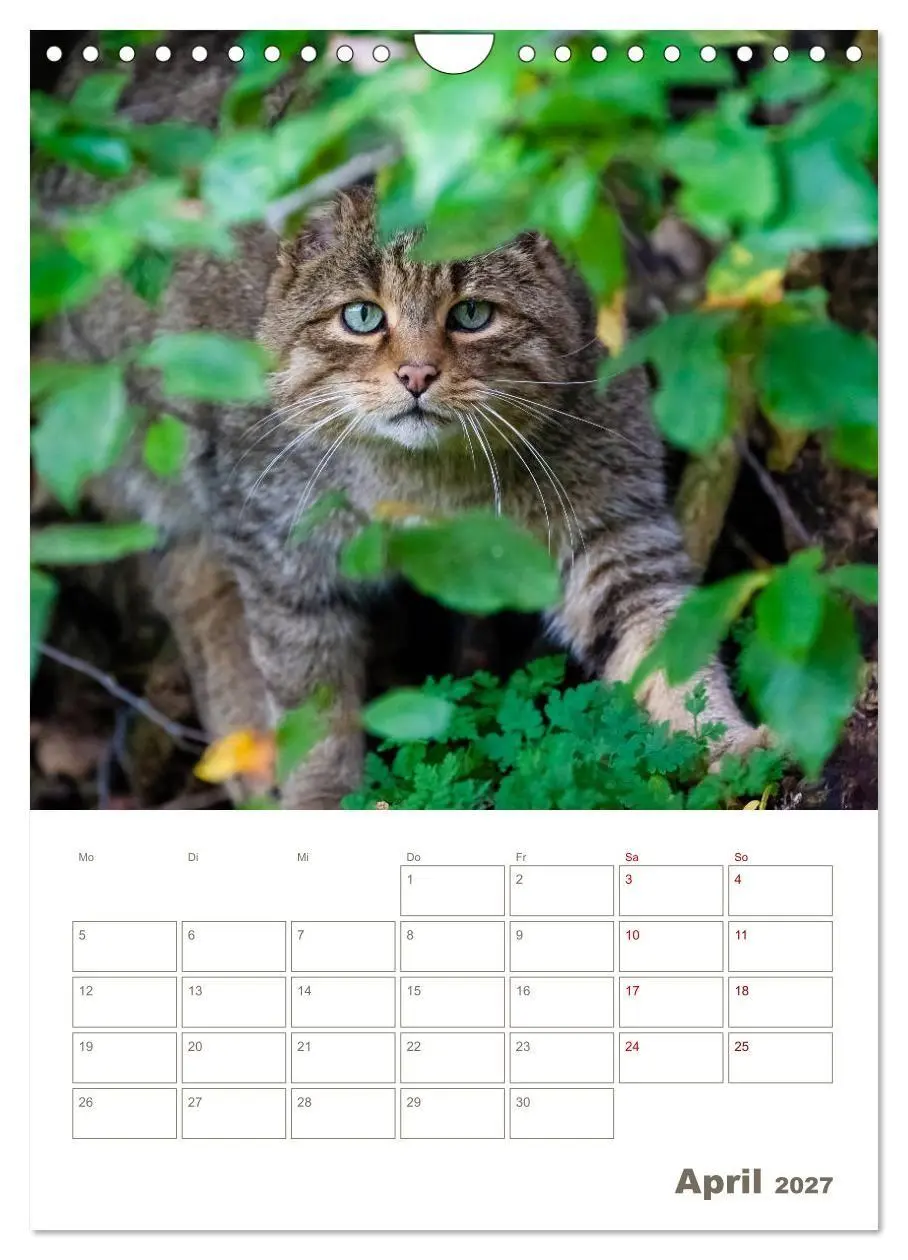 Bild: 9783569765023 | Europäische Wildkatzen - Jahresplaner (Wandkalender 2027 DIN A4...