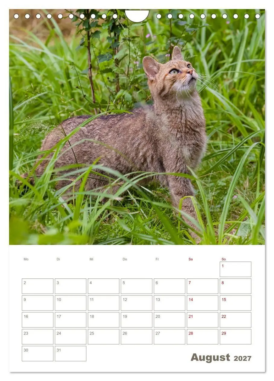 Bild: 9783569765023 | Europäische Wildkatzen - Jahresplaner (Wandkalender 2027 DIN A4...