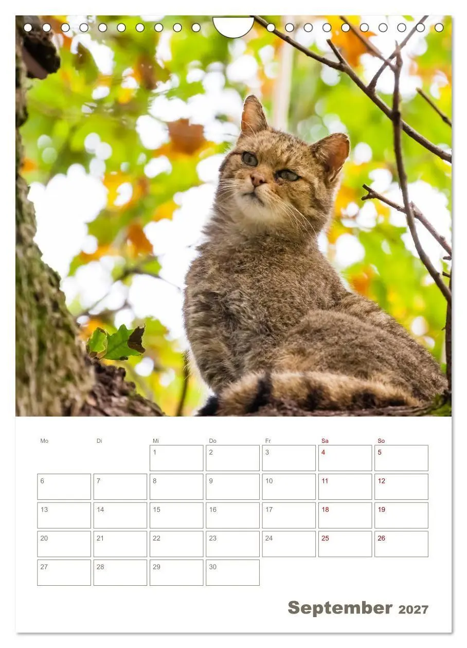Bild: 9783569765023 | Europäische Wildkatzen - Jahresplaner (Wandkalender 2027 DIN A4...