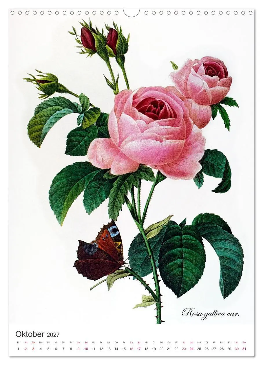 Bild: 9783569445123 | Rosen-Jahr (Wandkalender 2027 DIN A3 hoch), CALVENDO Monatskalender