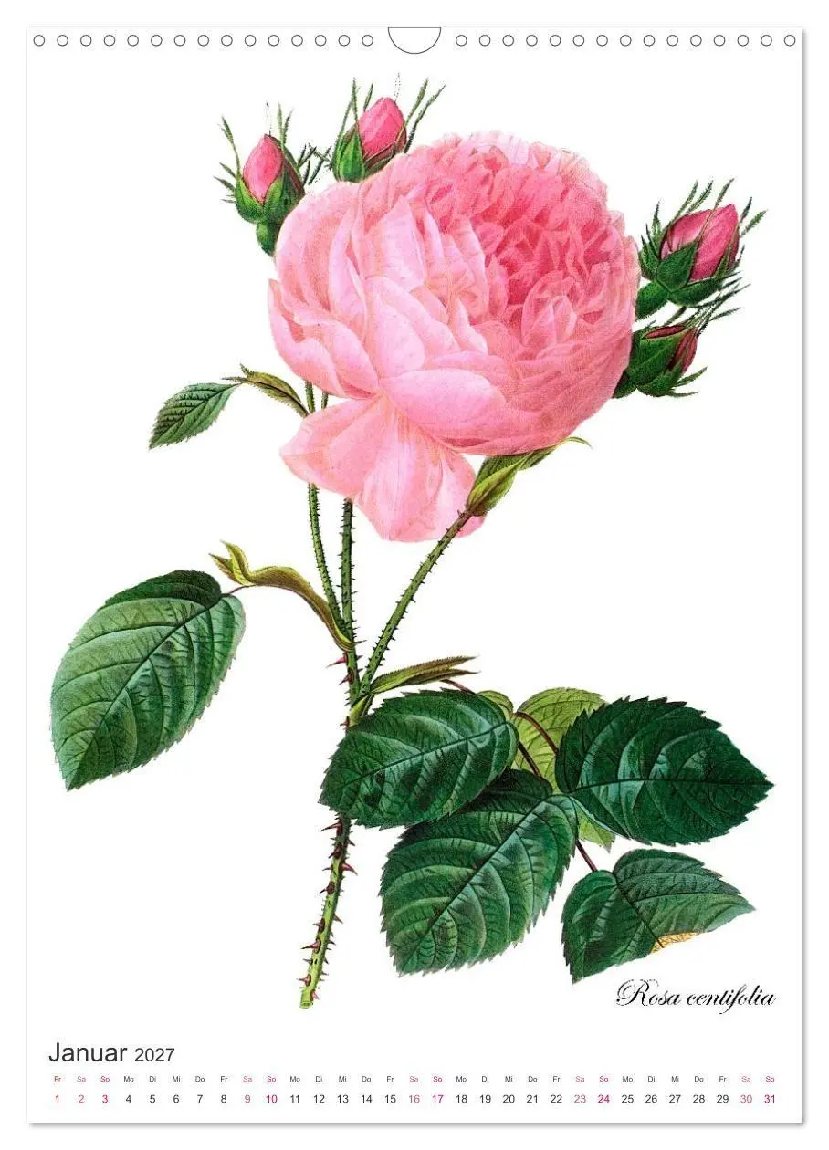 Bild: 9783569445123 | Rosen-Jahr (Wandkalender 2027 DIN A3 hoch), CALVENDO Monatskalender