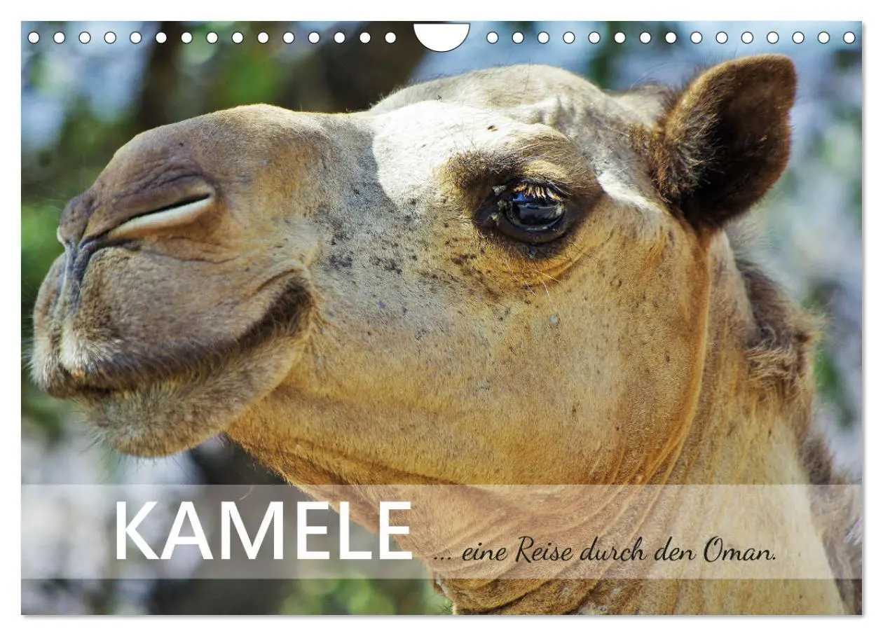 Cover: 9783457635223 | KAMELE... eine Reise durch den Oman. (Wandkalender 2026 DIN A4...