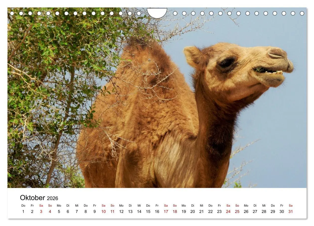 Bild: 9783457635223 | KAMELE... eine Reise durch den Oman. (Wandkalender 2026 DIN A4...