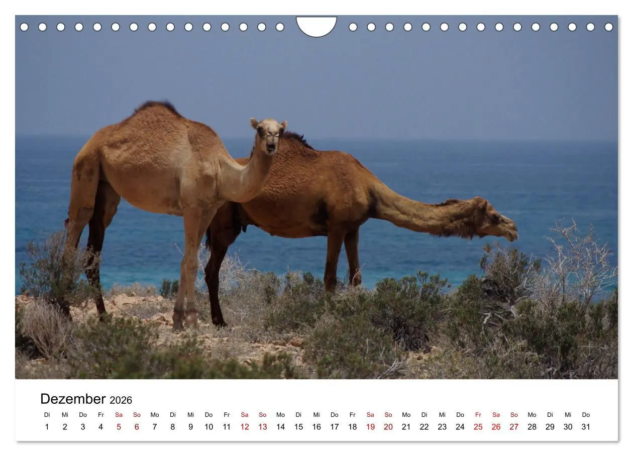 Bild: 9783457635223 | KAMELE... eine Reise durch den Oman. (Wandkalender 2026 DIN A4...