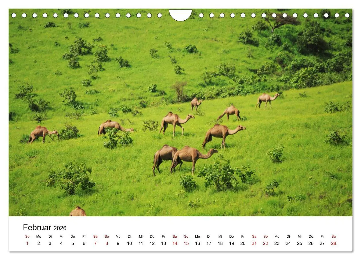Bild: 9783457635223 | KAMELE... eine Reise durch den Oman. (Wandkalender 2026 DIN A4...