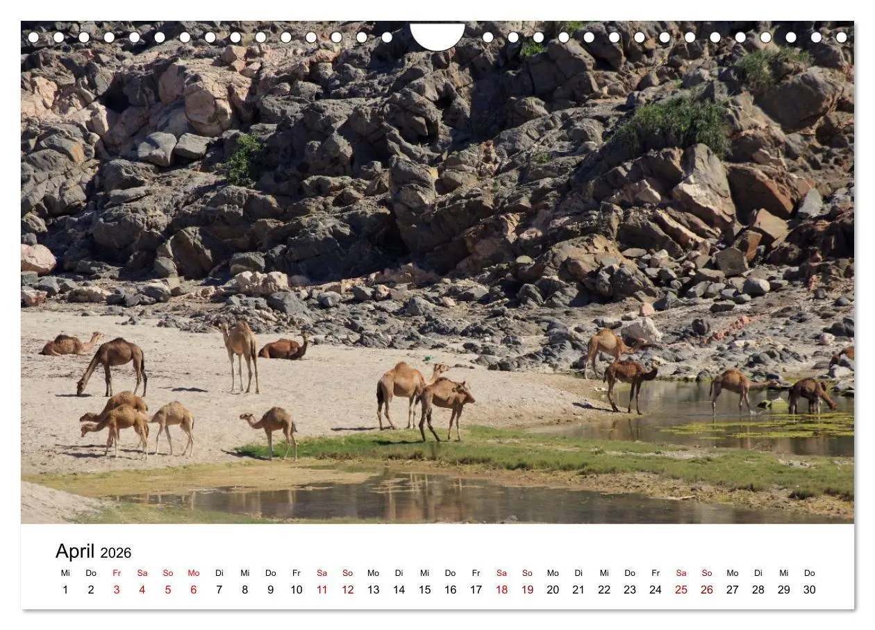 Bild: 9783457635223 | KAMELE... eine Reise durch den Oman. (Wandkalender 2026 DIN A4...