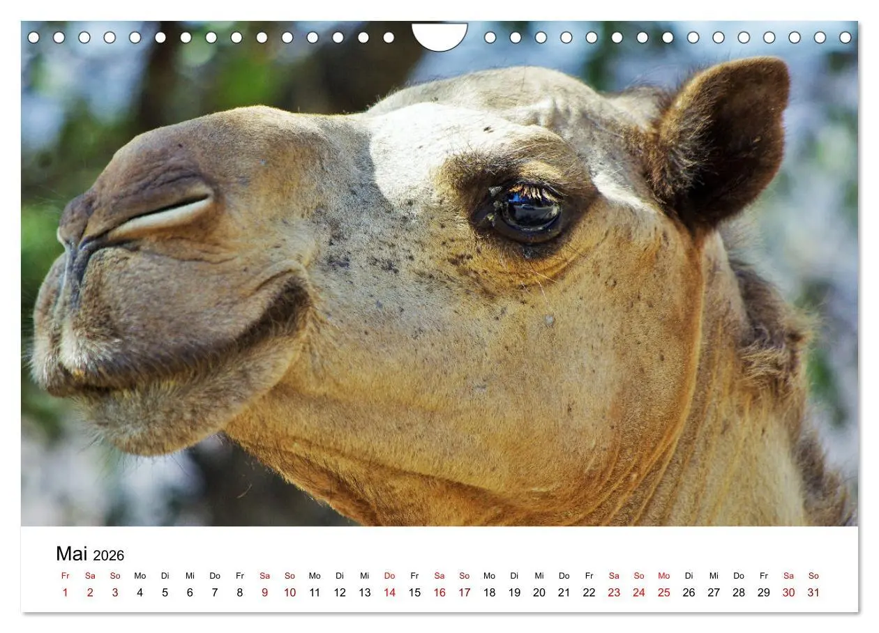 Bild: 9783457635223 | KAMELE... eine Reise durch den Oman. (Wandkalender 2026 DIN A4...