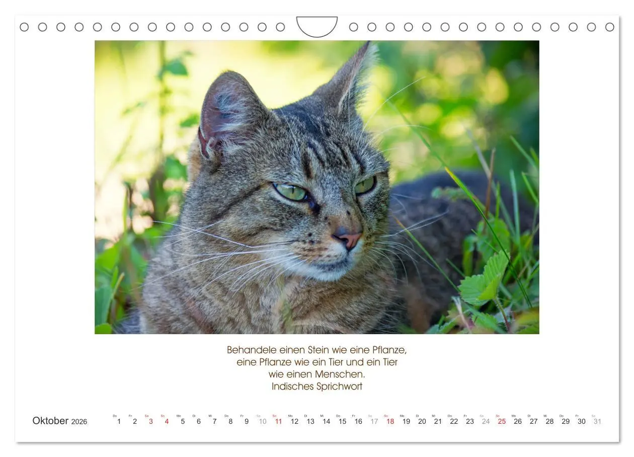 Bild: 9783516105223 | Der Tierkalender mit Zitaten, Weisheiten und Sprüchen (Wandkalender...