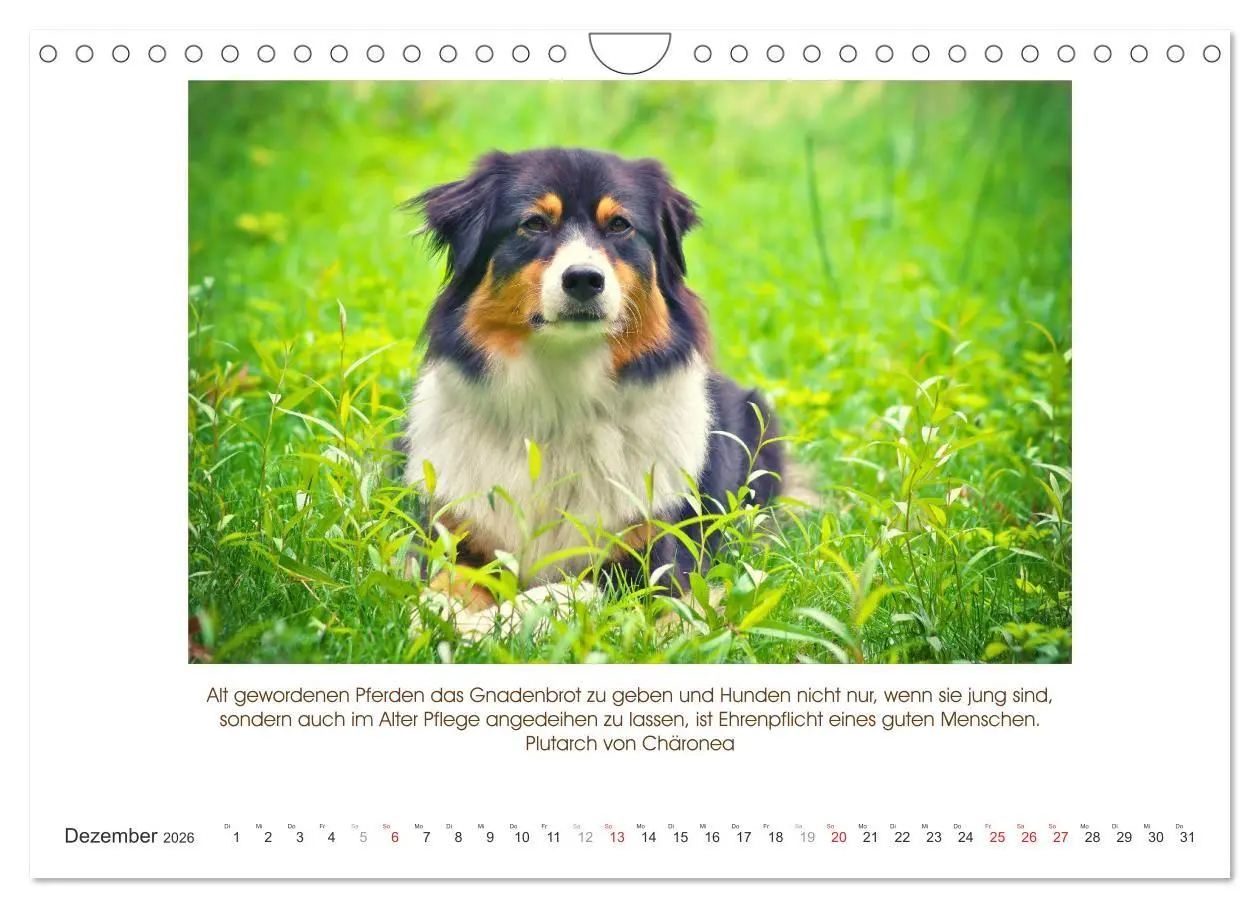 Bild: 9783516105223 | Der Tierkalender mit Zitaten, Weisheiten und Sprüchen (Wandkalender...