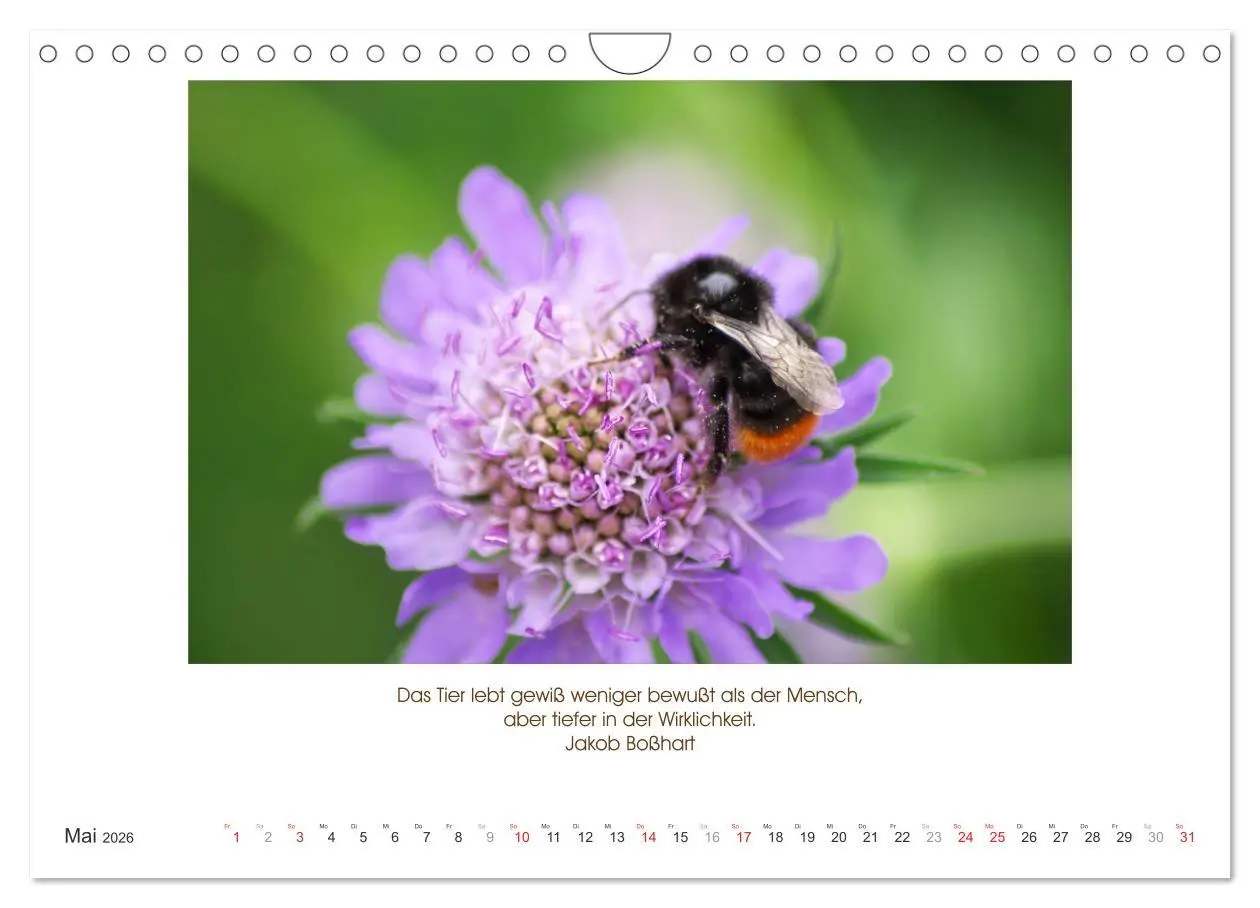 Bild: 9783516105223 | Der Tierkalender mit Zitaten, Weisheiten und Sprüchen (Wandkalender...