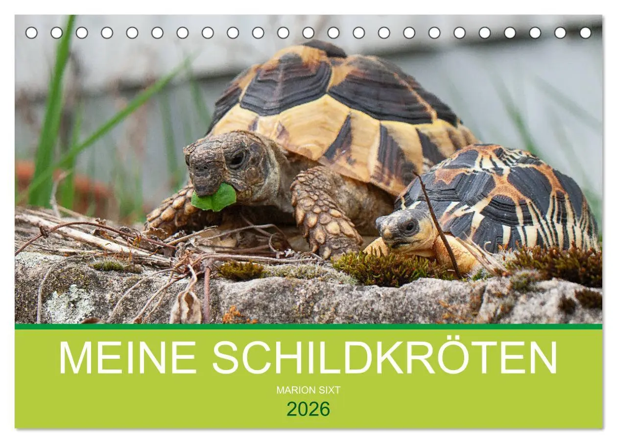 Cover: 9783457825723 | Meine Schildkröten (Tischkalender 2026 DIN A5 quer), CALVENDO...