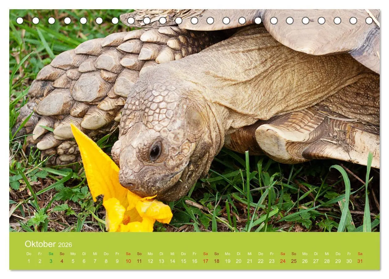Bild: 9783457825723 | Meine Schildkröten (Tischkalender 2026 DIN A5 quer), CALVENDO...