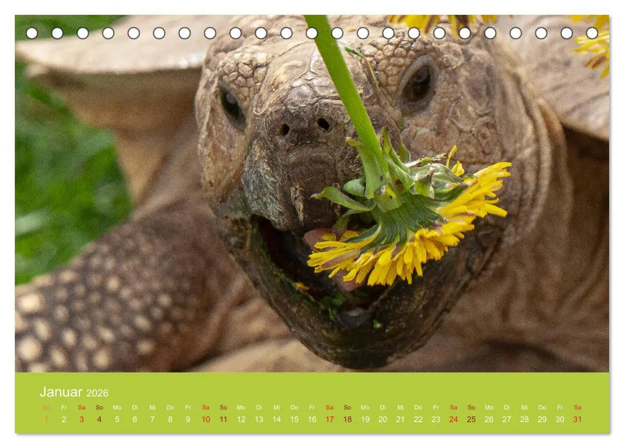 Bild: 9783457825723 | Meine Schildkröten (Tischkalender 2026 DIN A5 quer), CALVENDO...
