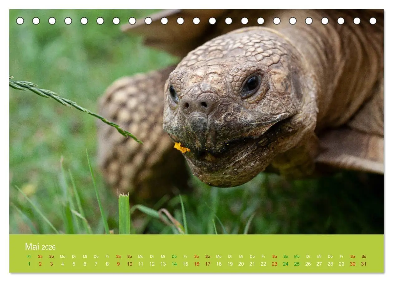 Bild: 9783457825723 | Meine Schildkröten (Tischkalender 2026 DIN A5 quer), CALVENDO...