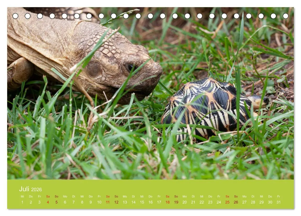 Bild: 9783457825723 | Meine Schildkröten (Tischkalender 2026 DIN A5 quer), CALVENDO...