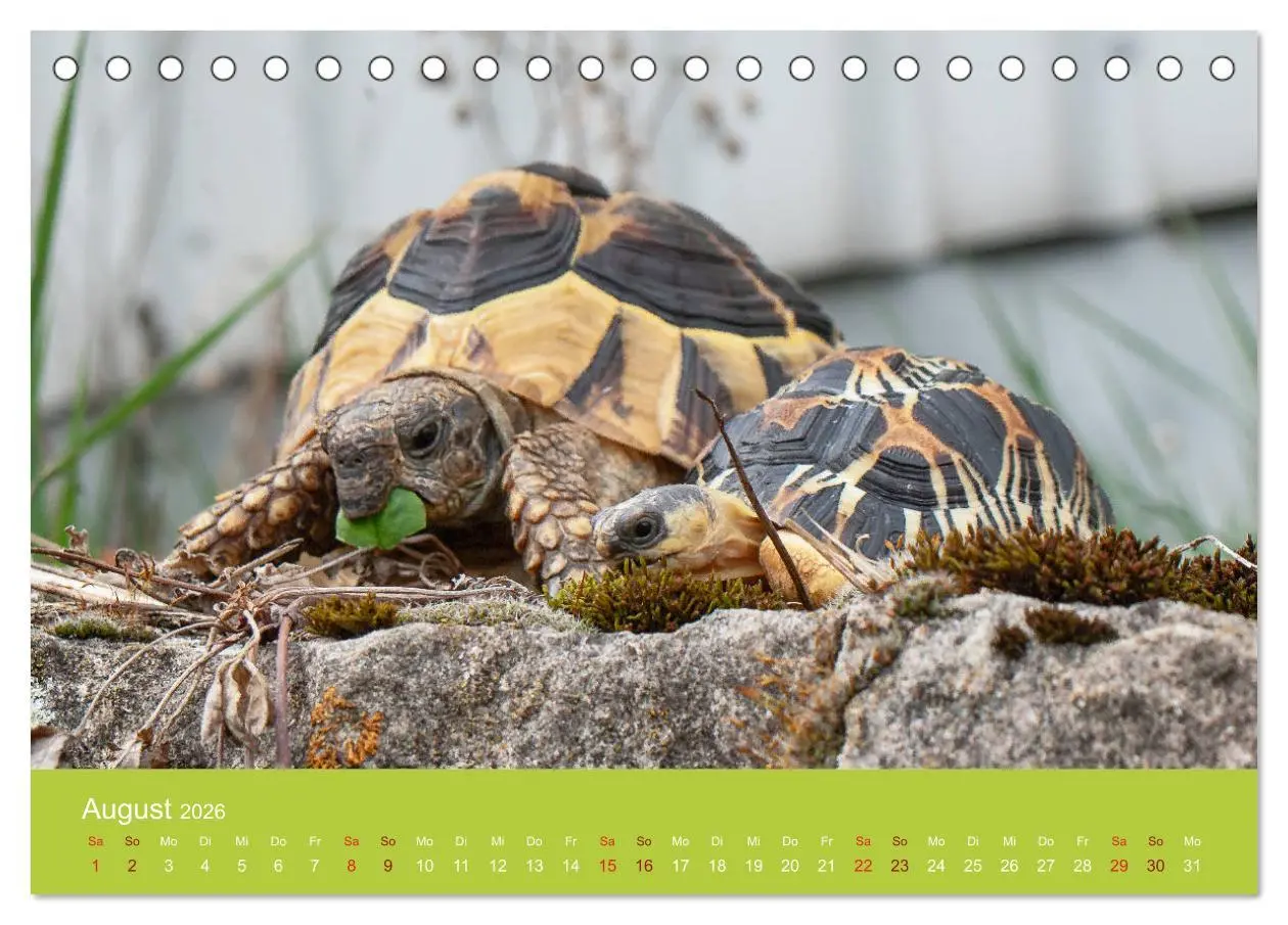 Bild: 9783457825723 | Meine Schildkröten (Tischkalender 2026 DIN A5 quer), CALVENDO...
