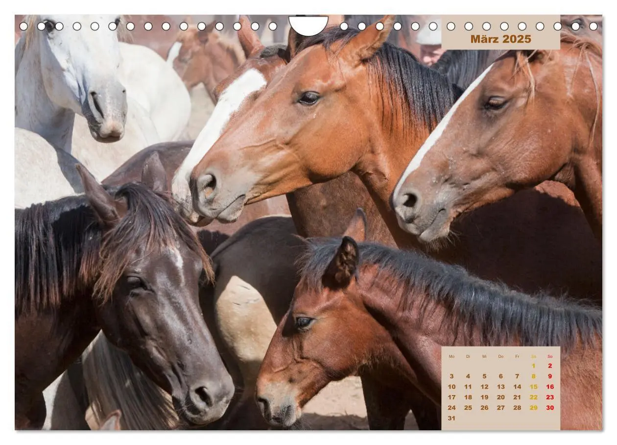 Bild: 9783435105823 | Pferde - Andalusiens wilder Westen (Wandkalender 2025 DIN A4 quer),...