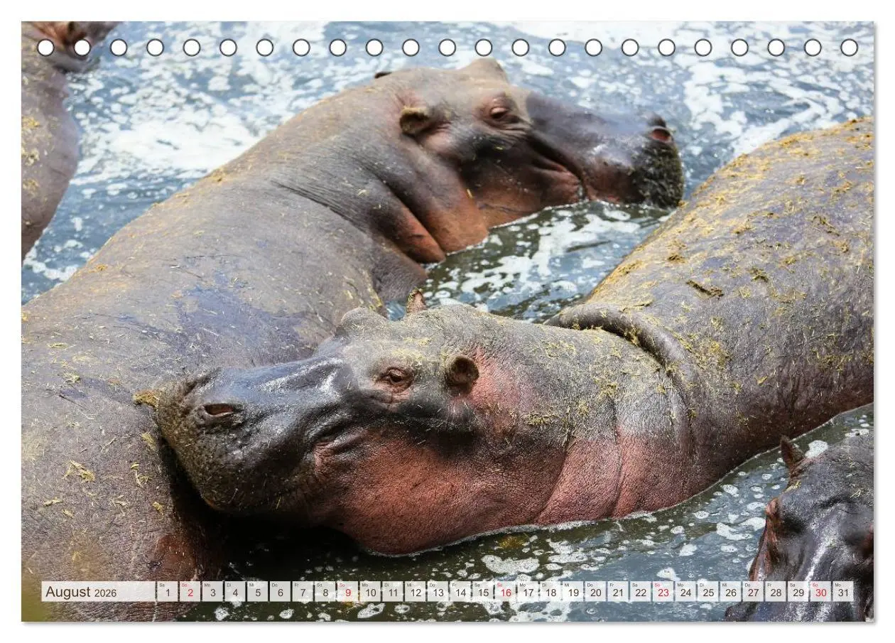 Bild: 9783457975923 | Tansania - Durch die Nationalparks Ostafrikas (Tischkalender 2026...