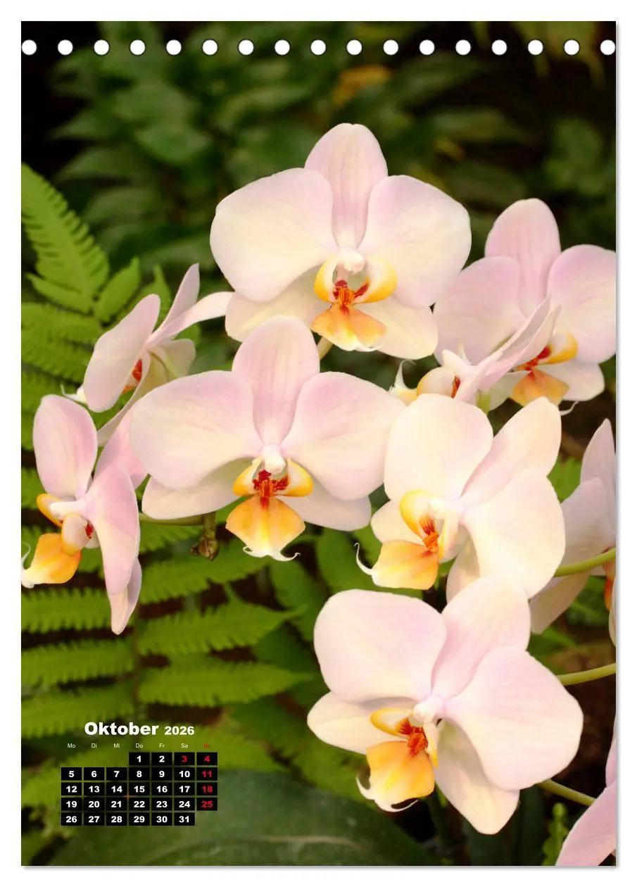Bild: 9783516375923 | Kleine Orchideenschätze (Tischkalender 2026 DIN A5 hoch), CALVENDO...