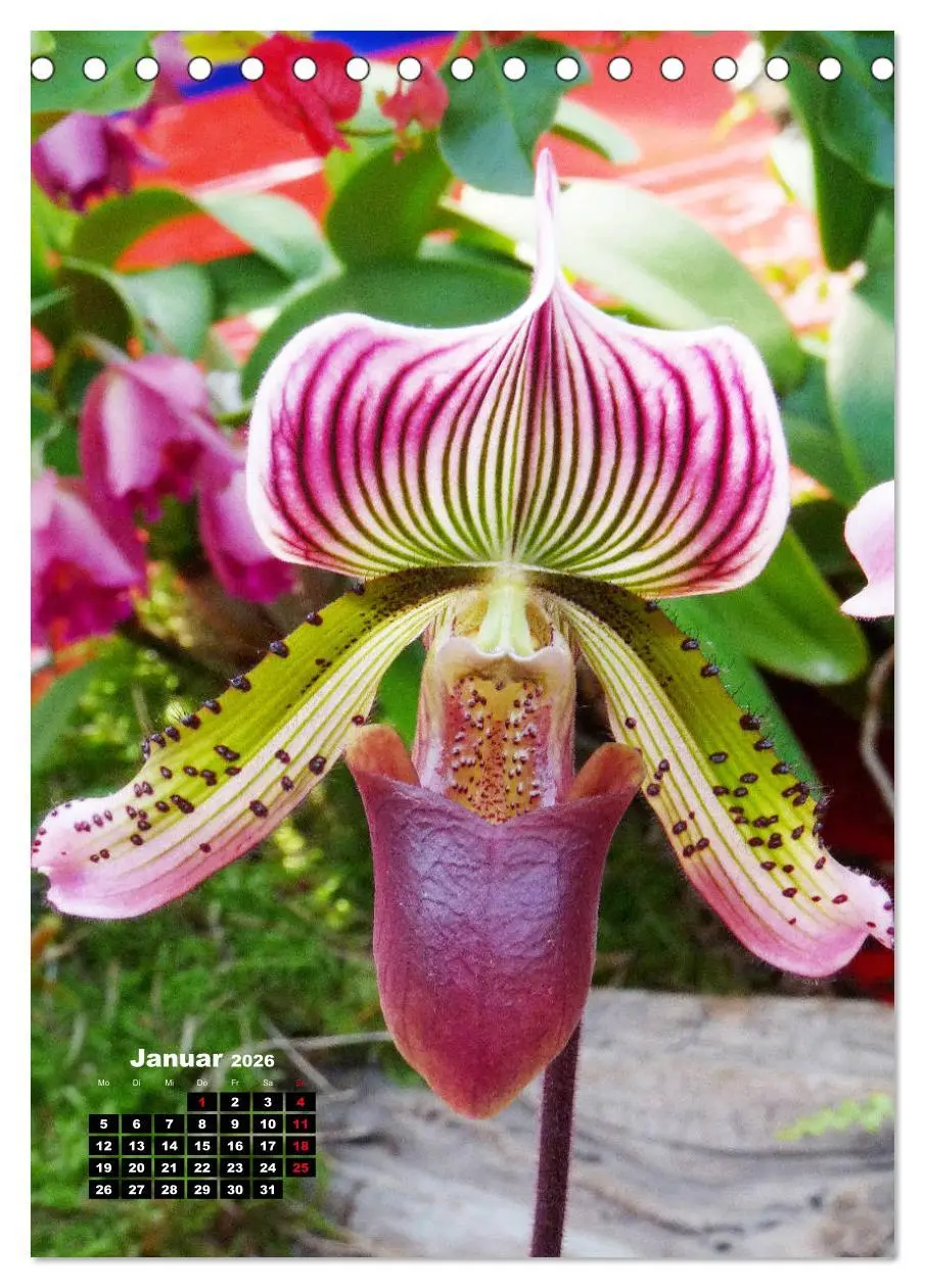 Bild: 9783516375923 | Kleine Orchideenschätze (Tischkalender 2026 DIN A5 hoch), CALVENDO...