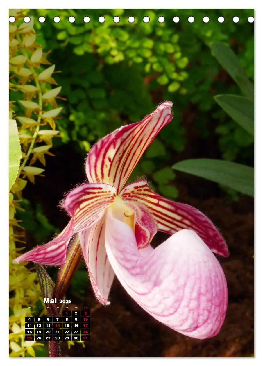 Bild: 9783516375923 | Kleine Orchideenschätze (Tischkalender 2026 DIN A5 hoch), CALVENDO...