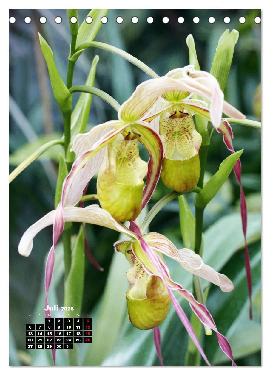 Bild: 9783516375923 | Kleine Orchideenschätze (Tischkalender 2026 DIN A5 hoch), CALVENDO...