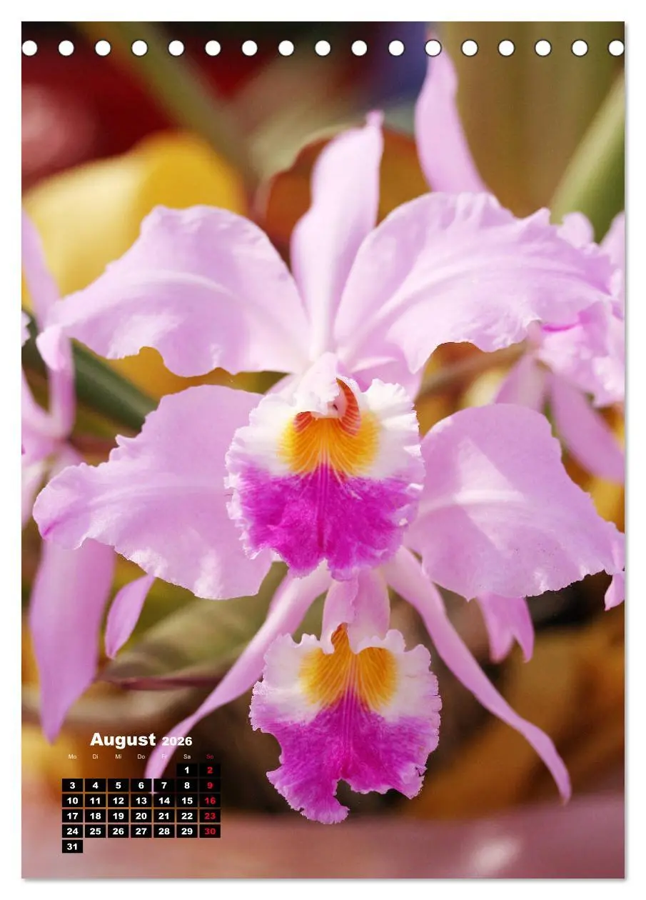 Bild: 9783516375923 | Kleine Orchideenschätze (Tischkalender 2026 DIN A5 hoch), CALVENDO...