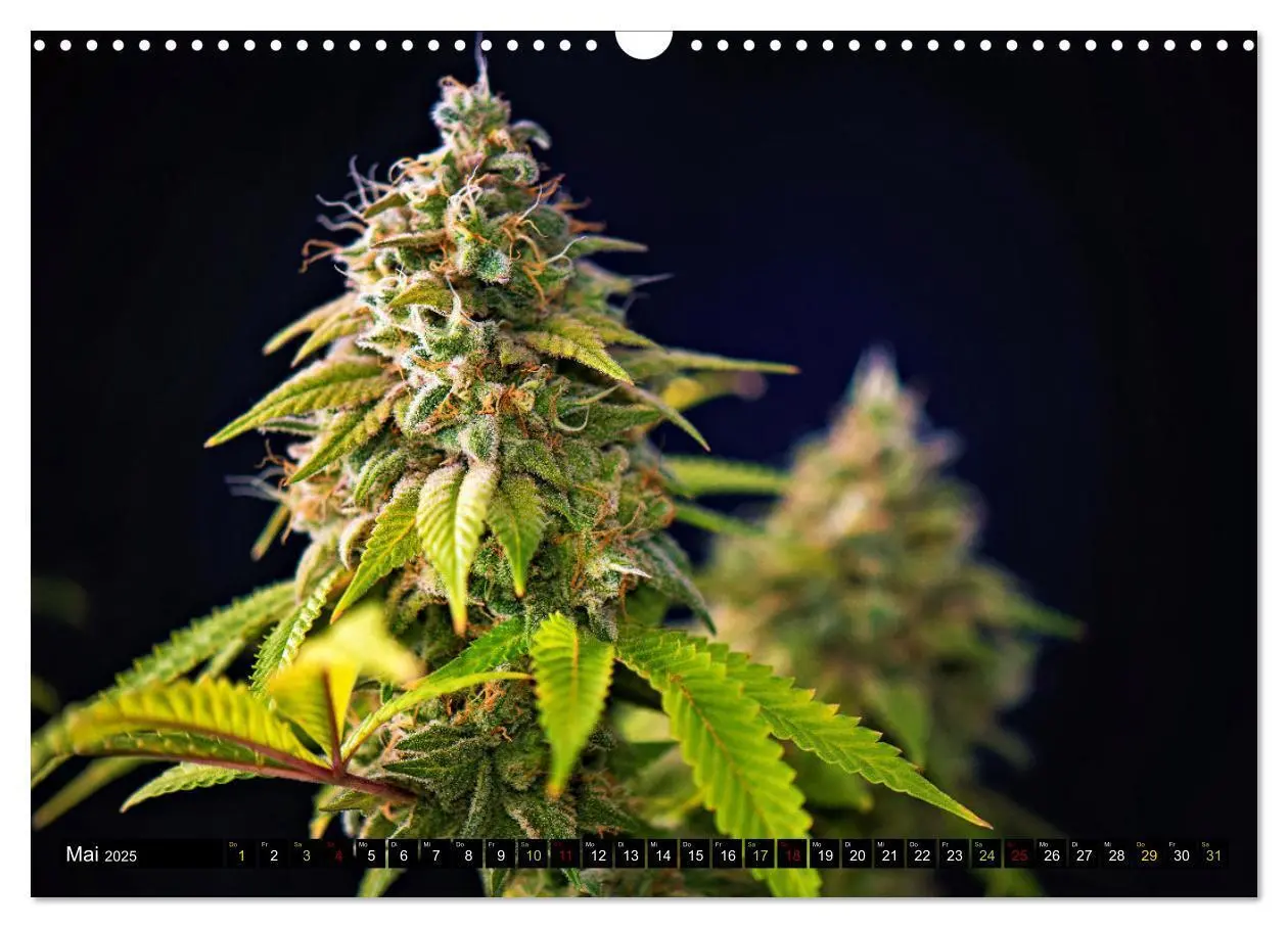 Bild: 9783435696123 | Faszination Cannabis (Wandkalender 2025 DIN A3 quer), CALVENDO...