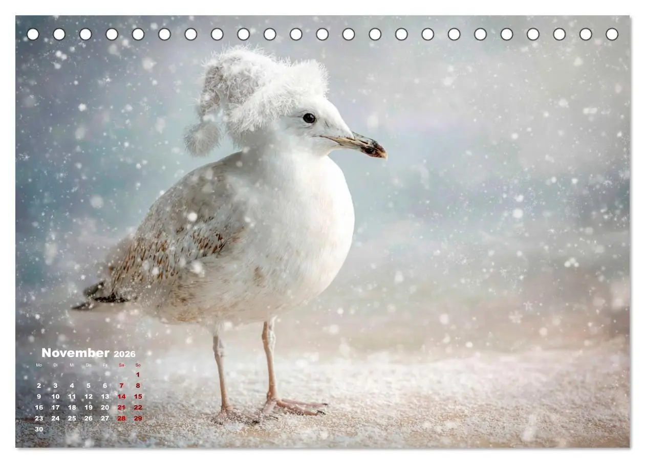 Bild: 9783516706123 | Möwen on Tour (Tischkalender 2026 DIN A5 quer), CALVENDO...