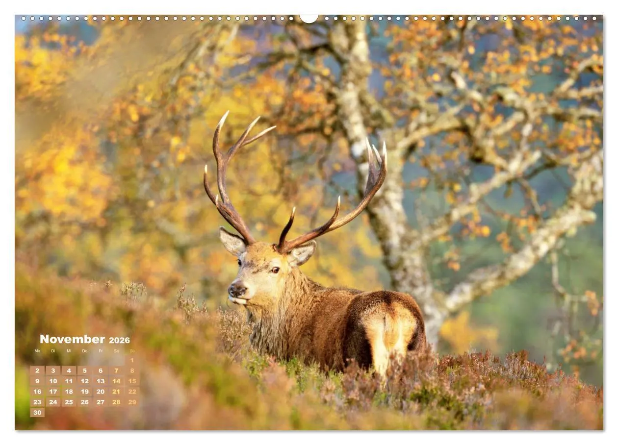 Bild: 9783457396223 | Naturschauspiele in Schottland (Wandkalender 2026 DIN A2 quer),...
