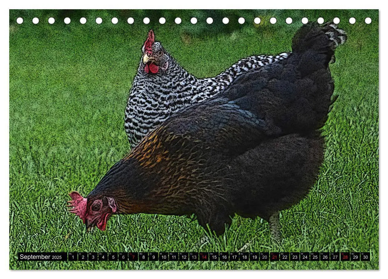 Bild: 9783435506323 | Die Hühner sind los! (Tischkalender 2025 DIN A5 quer), CALVENDO...