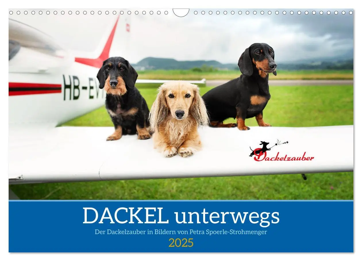 Cover: 9783457206423 | Dackel unterwegs (Wandkalender 2025 DIN A3 quer), CALVENDO...
