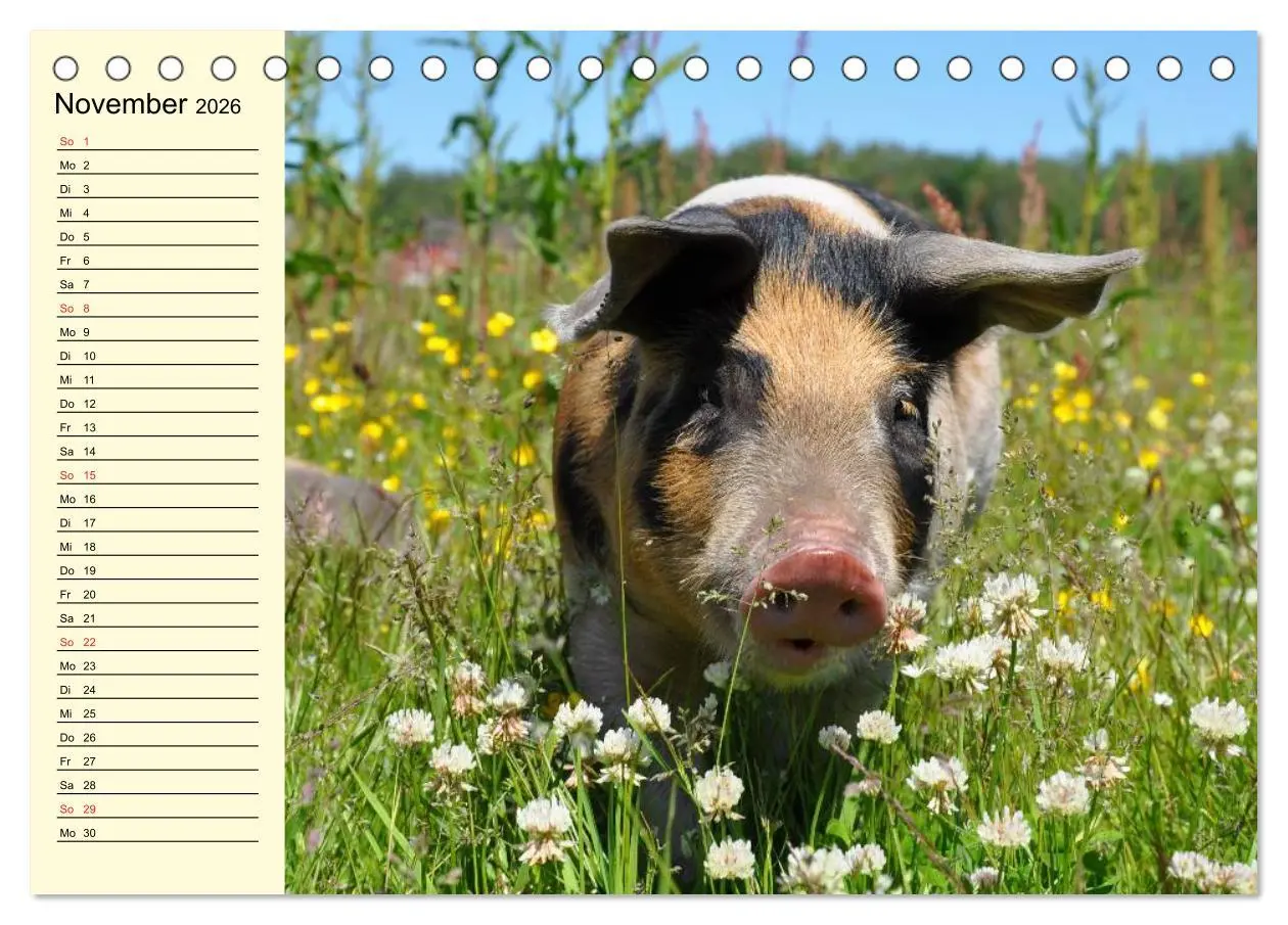 Bild: 9783457996423 | Von Säuen die Schwein haben! (Tischkalender 2026 DIN A5 quer),...