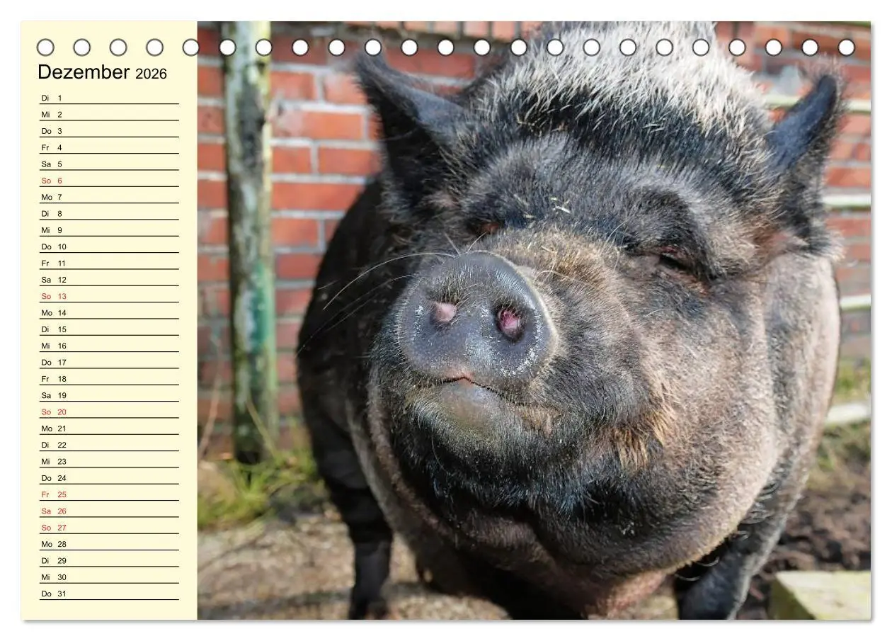 Bild: 9783457996423 | Von Säuen die Schwein haben! (Tischkalender 2026 DIN A5 quer),...