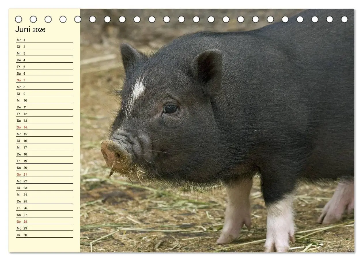 Bild: 9783457996423 | Von Säuen die Schwein haben! (Tischkalender 2026 DIN A5 quer),...