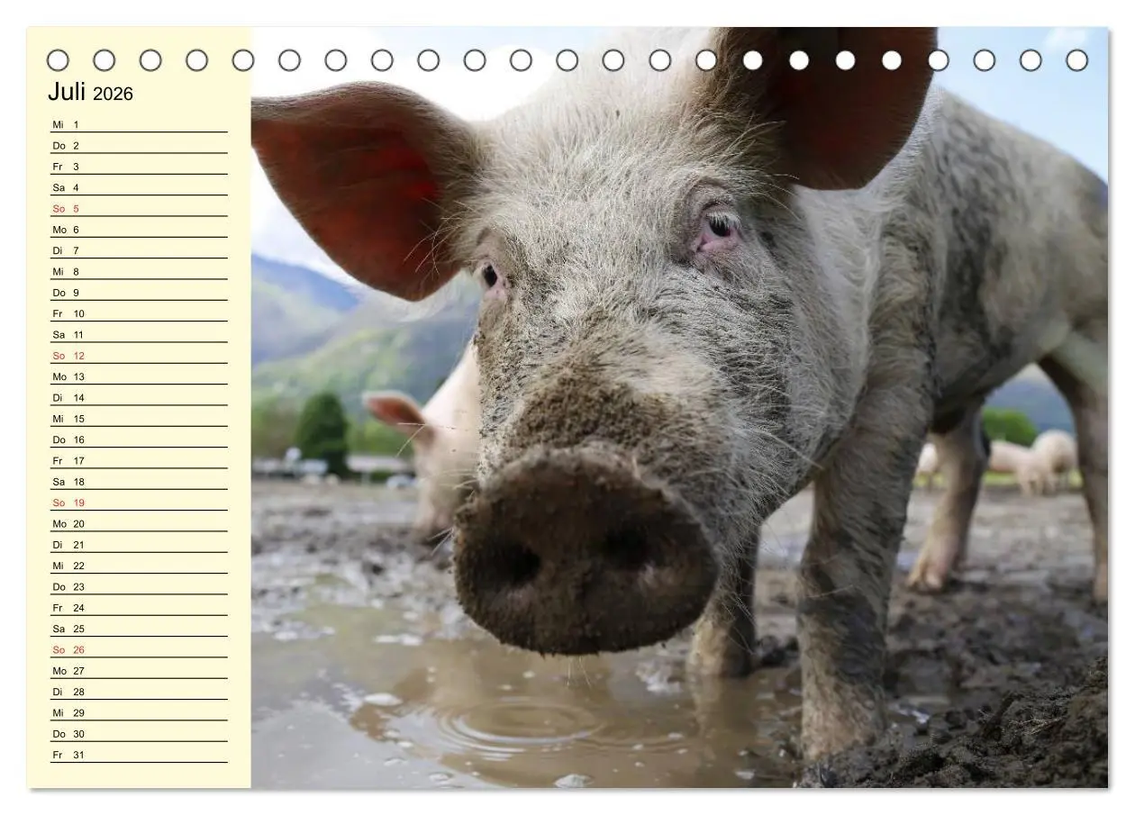 Bild: 9783457996423 | Von Säuen die Schwein haben! (Tischkalender 2026 DIN A5 quer),...
